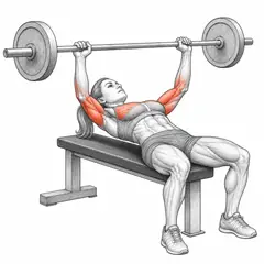 Barbell bench press, female
