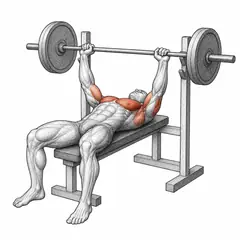 Barbell bench press, male