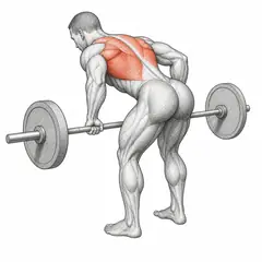 Barbell bent-over row, male